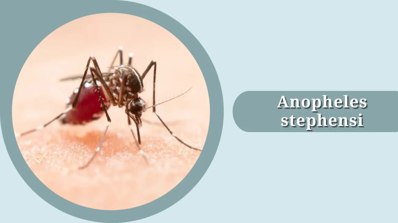 Anopheles stephensi