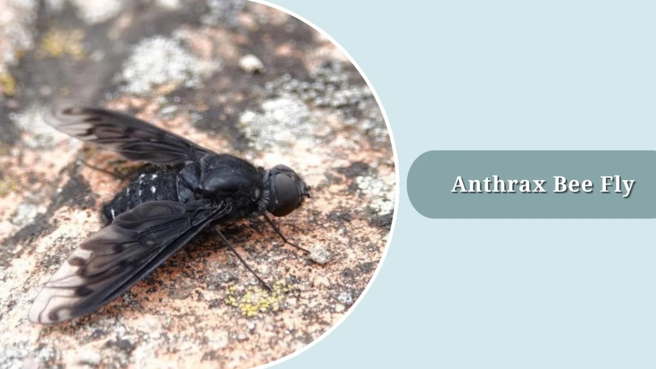 Anthrax Bee Fly