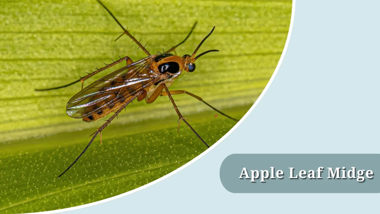 Apple Leaf Midge