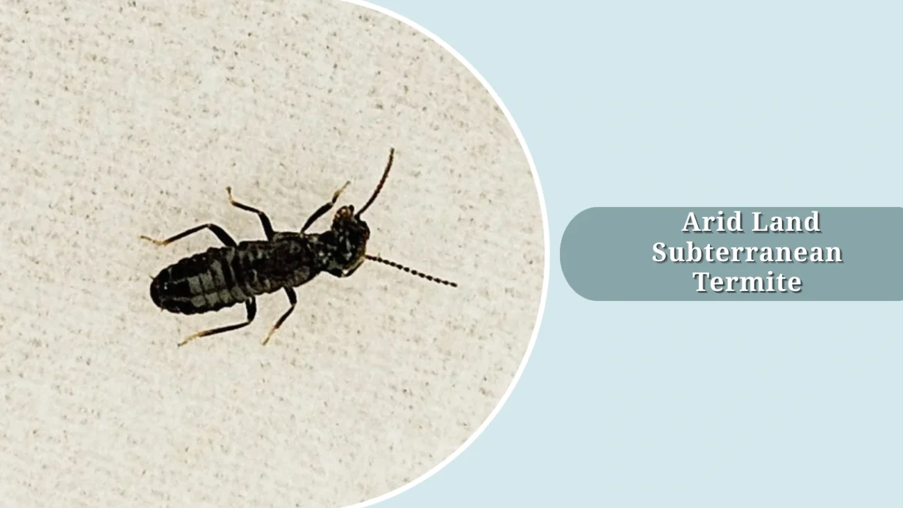 Arid Land Subterranean Termite