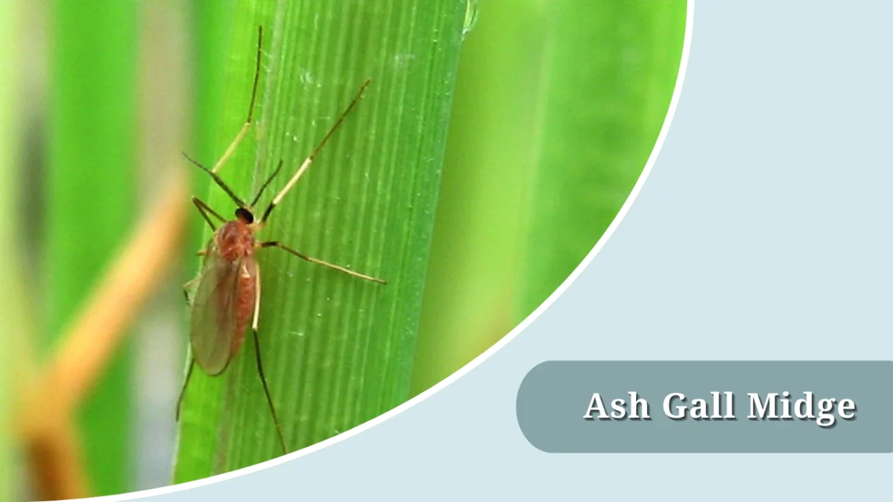 Ash Gall Midge