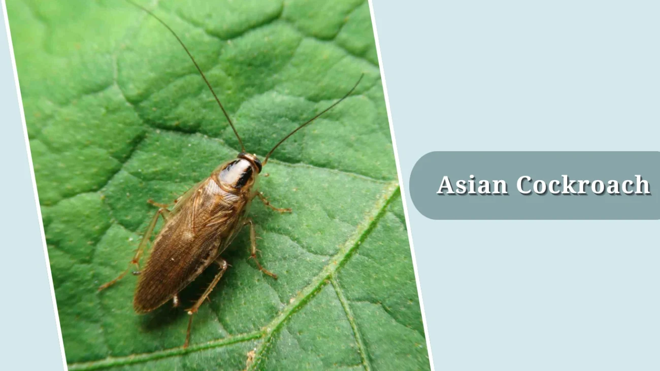 Asian Cockroach