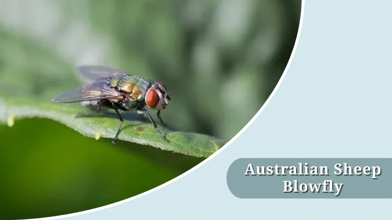 Australian Sheep Blowfly
