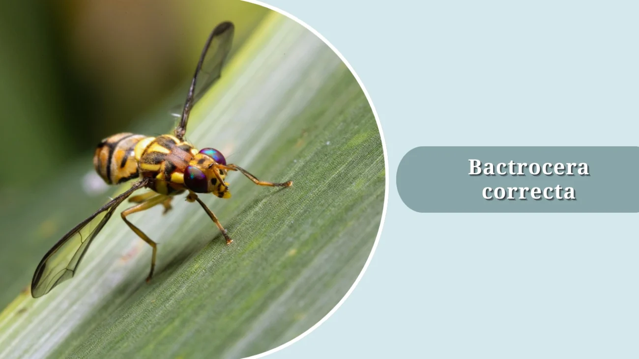 Bactrocera correcta