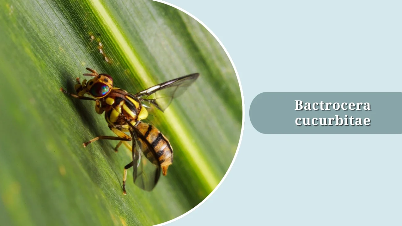 Bactrocera cucurbitae