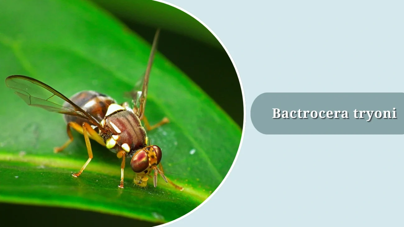 Bactrocera tryoni