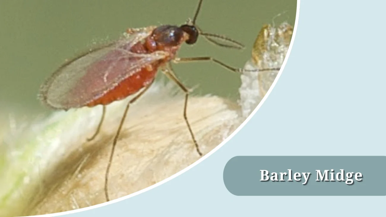 Barley Midge