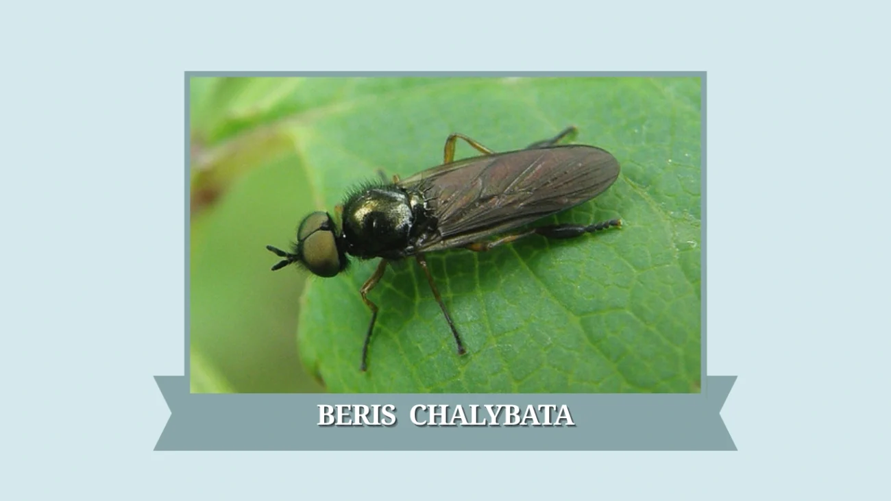 Beris chalybata
