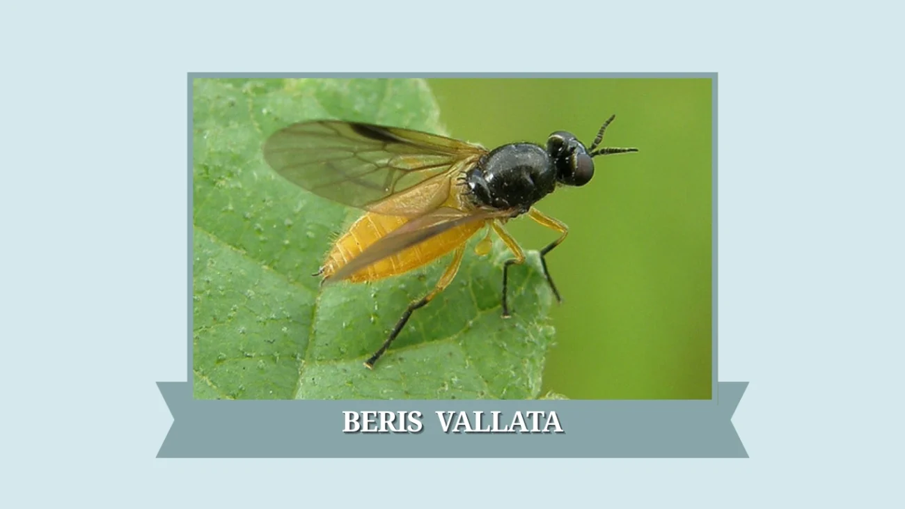 Beris vallata