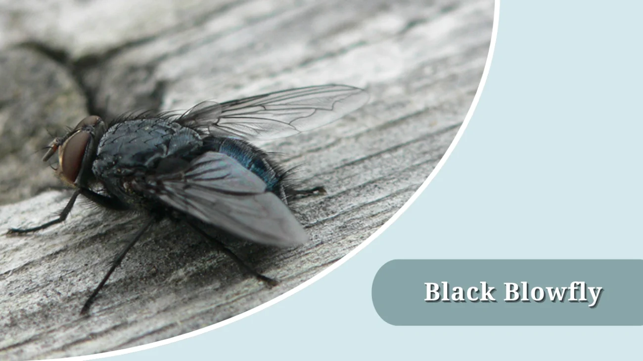 Black Blowfly