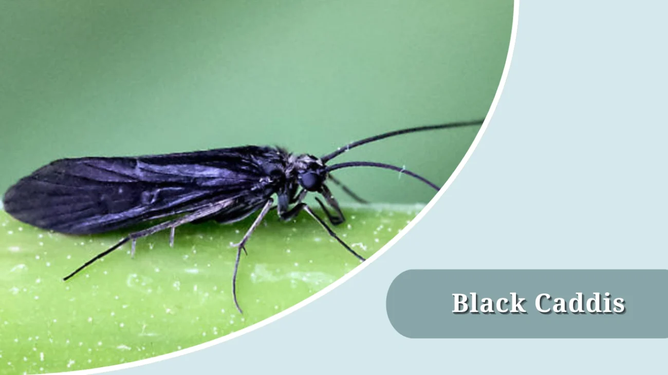 Black Caddis