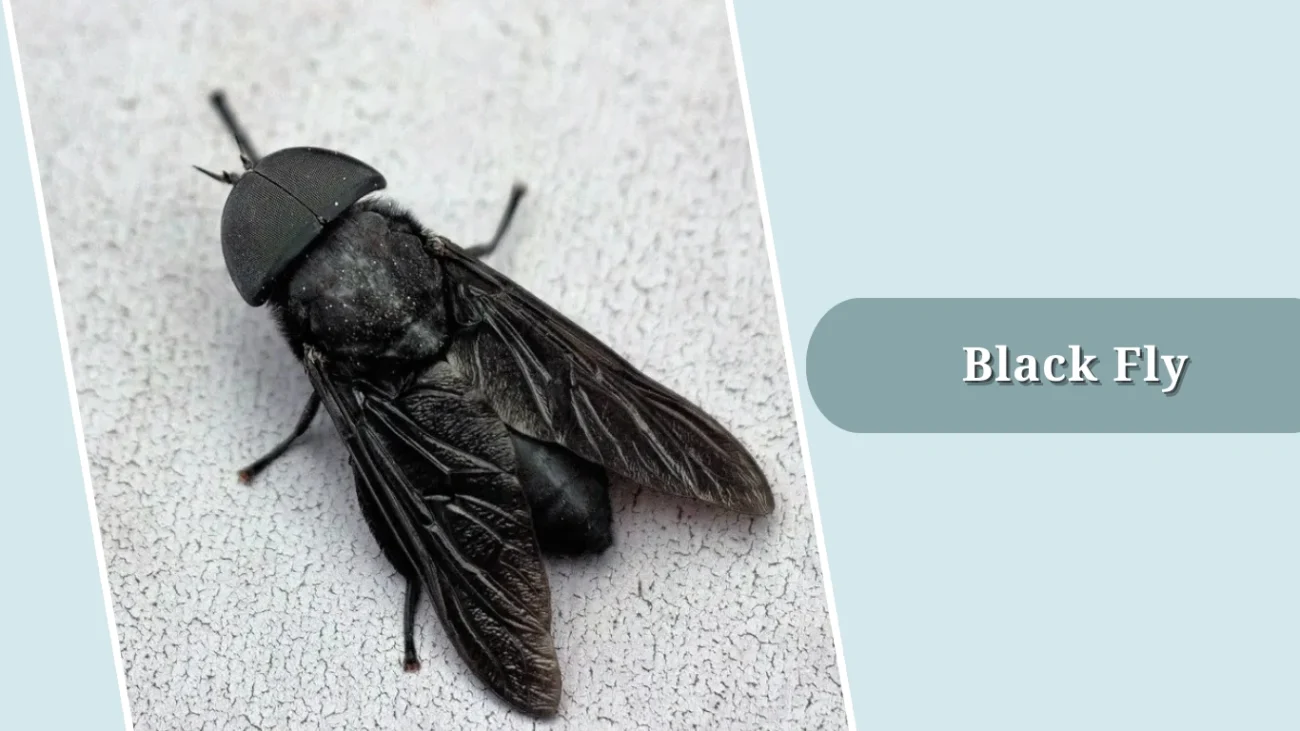 Black Fly