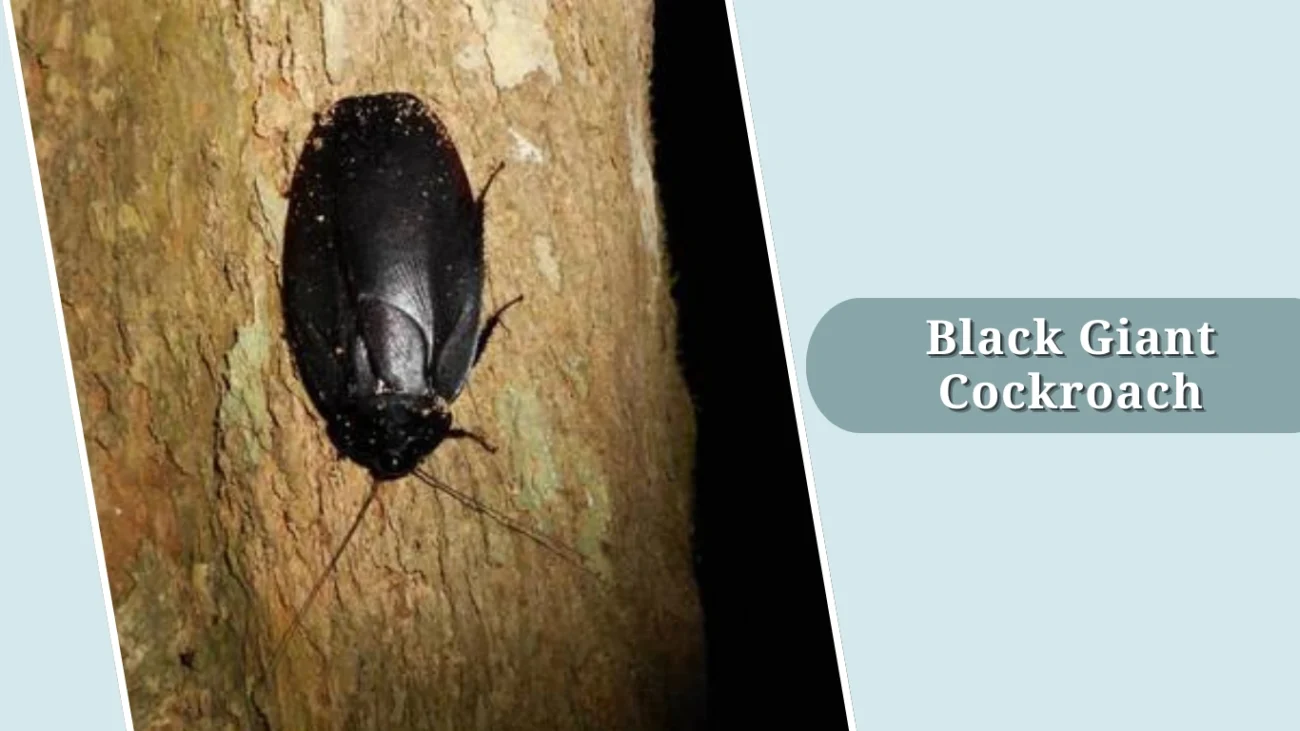 Black Giant Cockroach