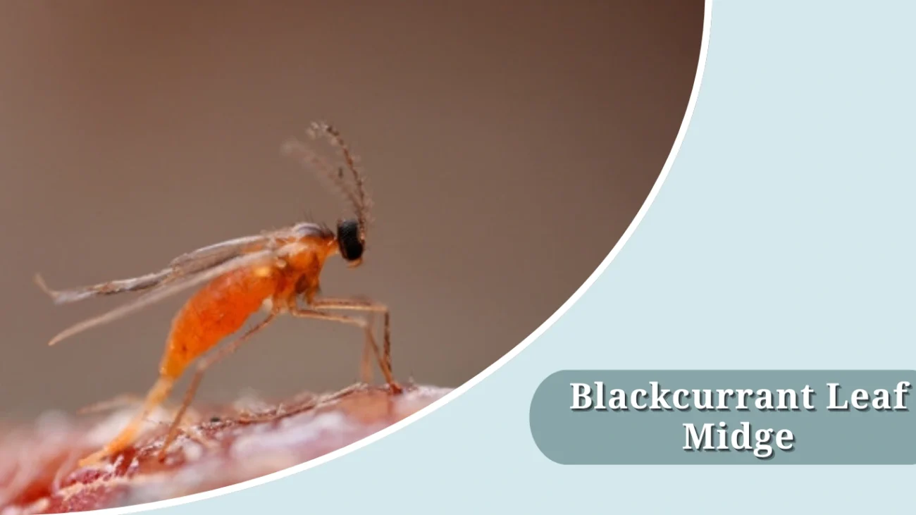 Blackcurrant Leaf Midge