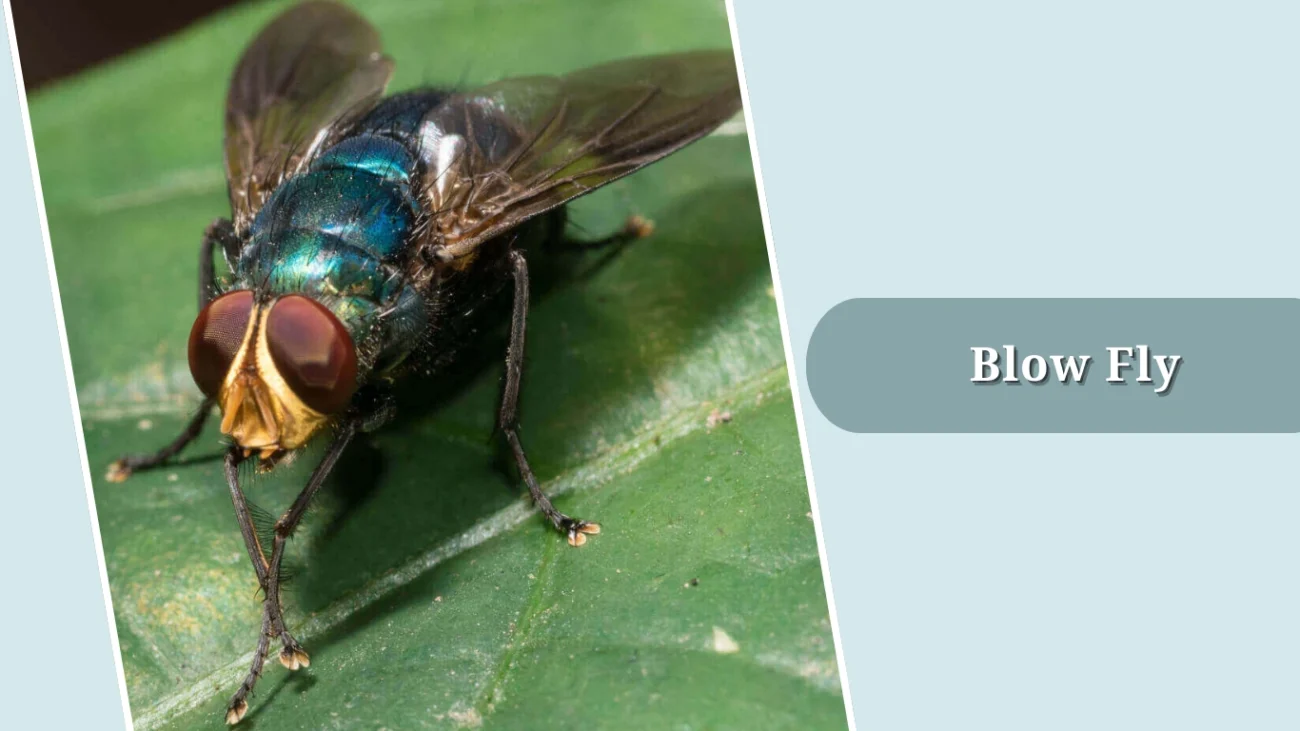 Blow Fly