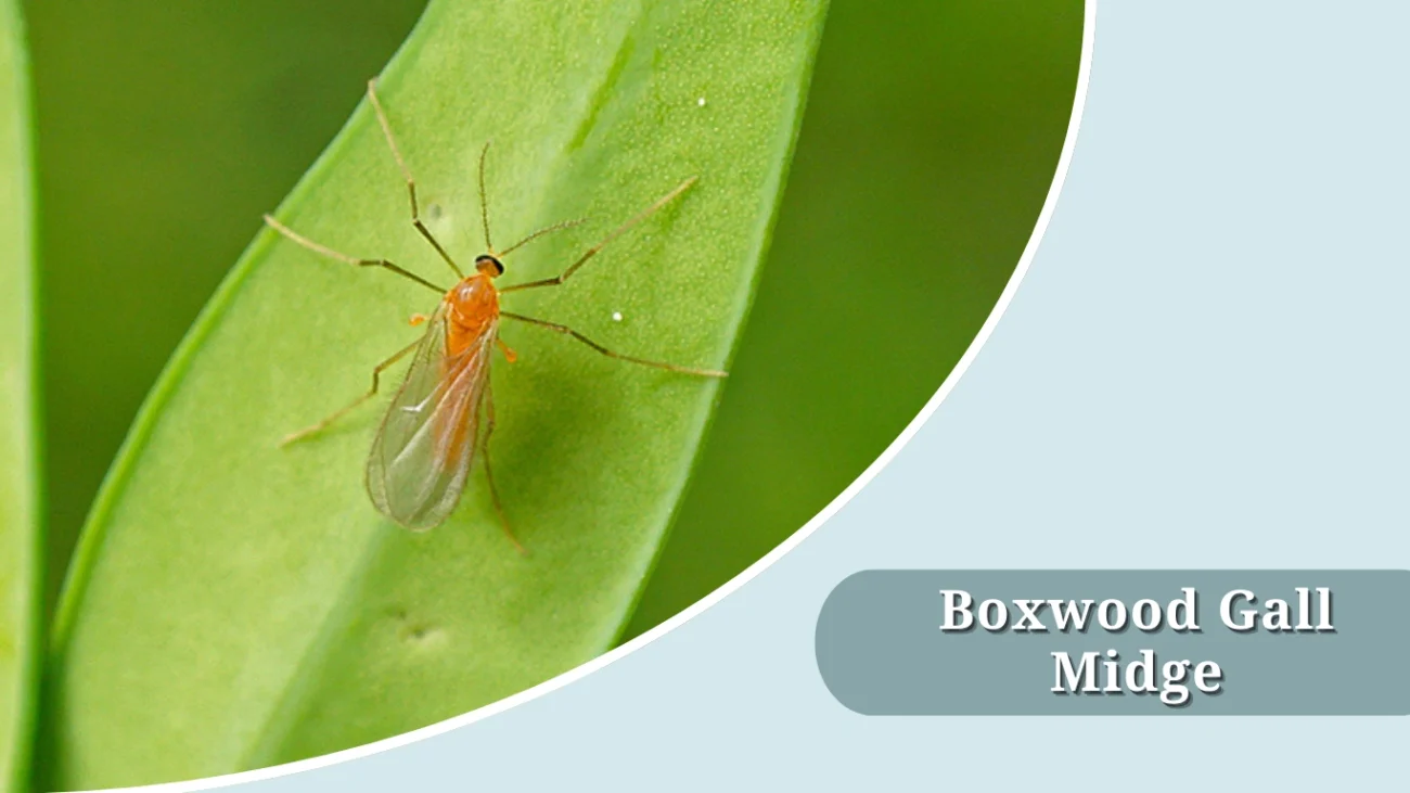 Boxwood Gall Midge