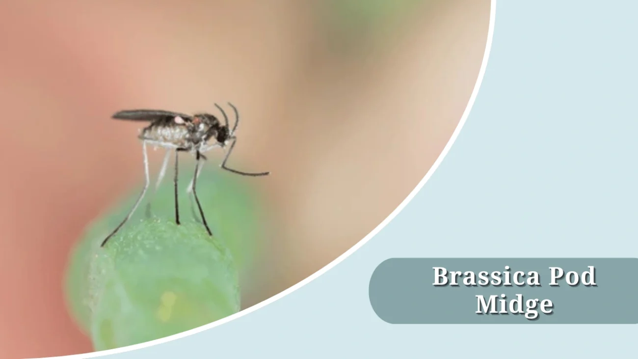 Brassica Pod Midge