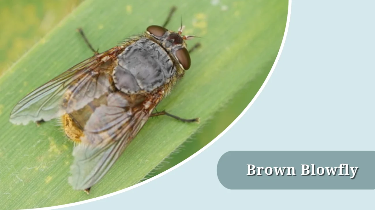 Brown Blowfly