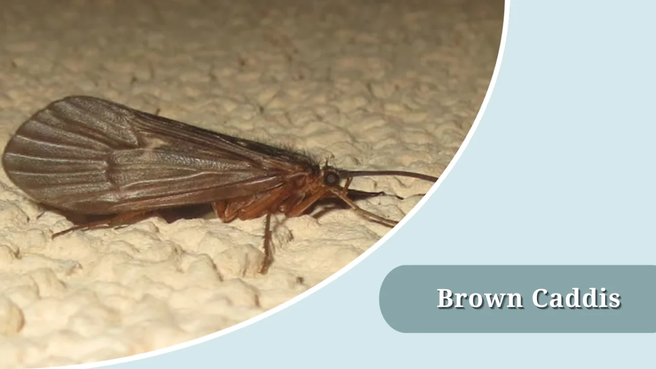 Brown Caddis
