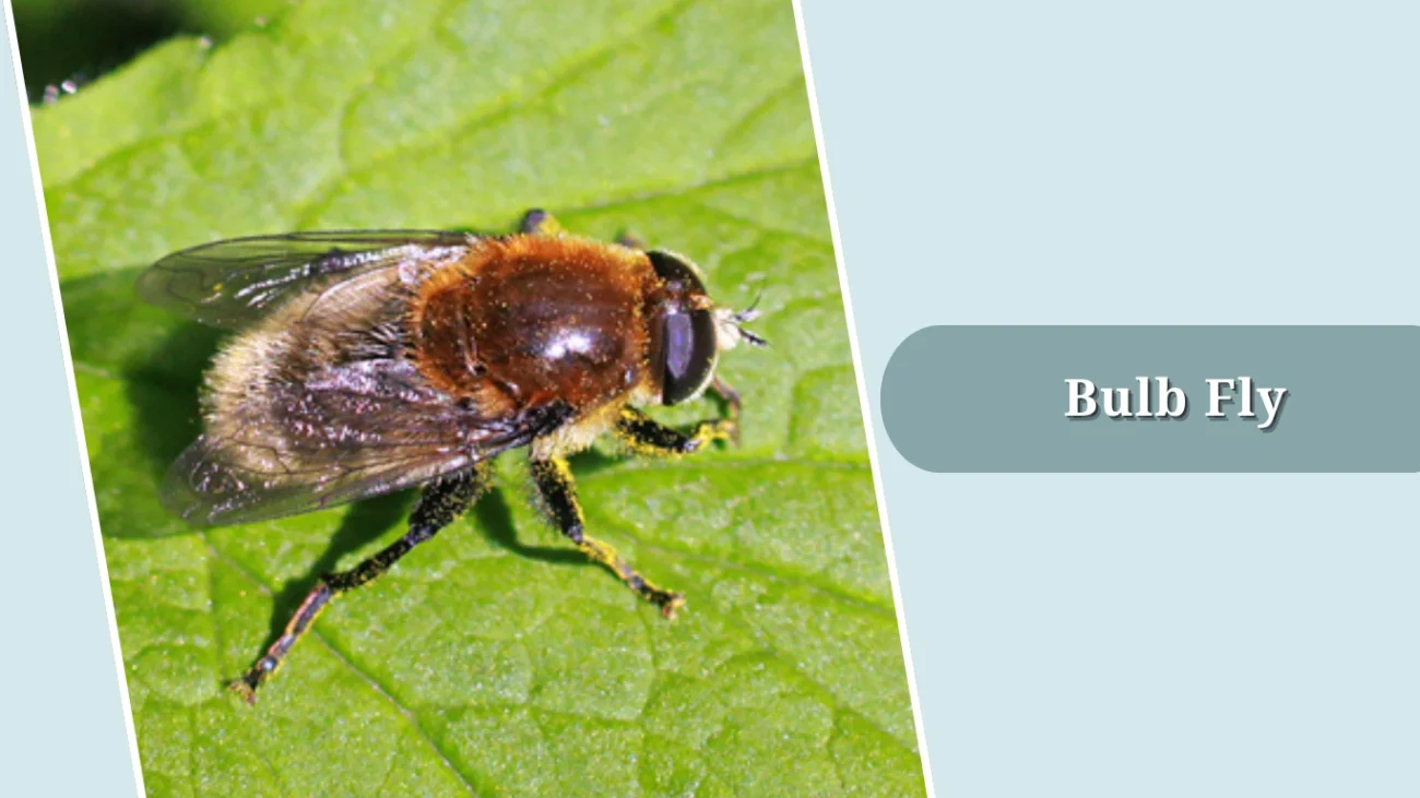 Bulb Fly
