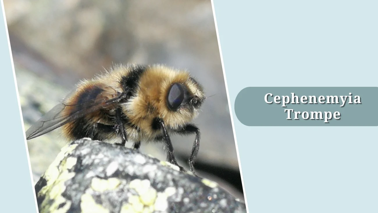 Cephenemyia Trompe