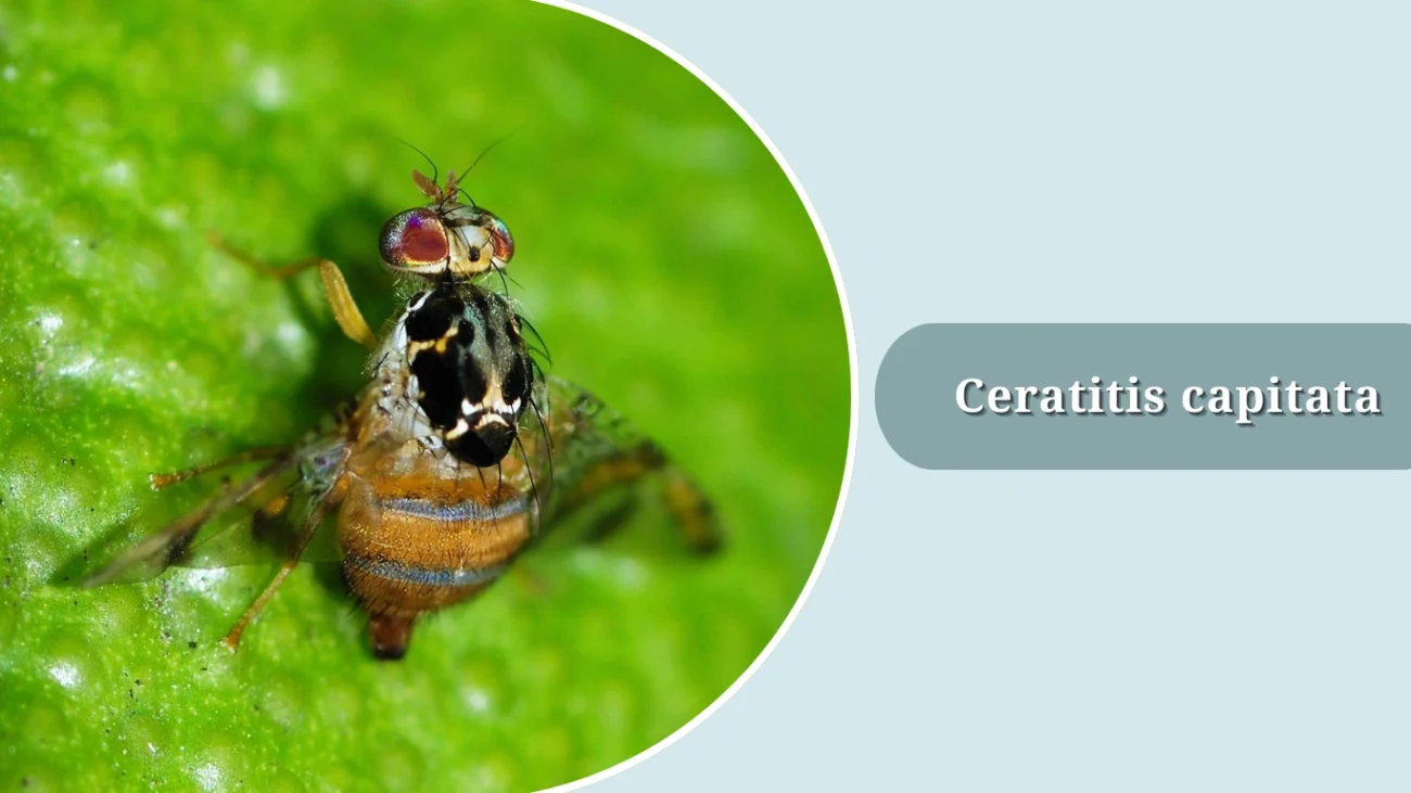Ceratitis capitata