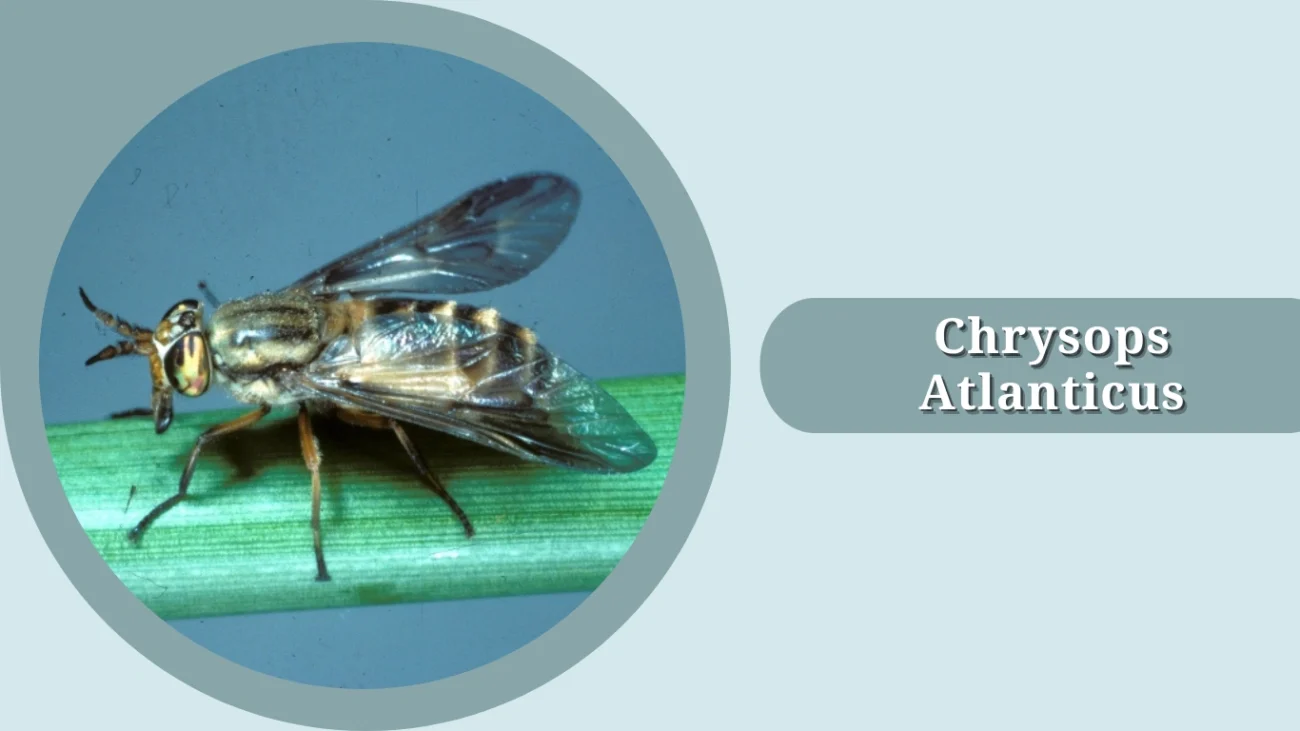 Chrysops atlanticus