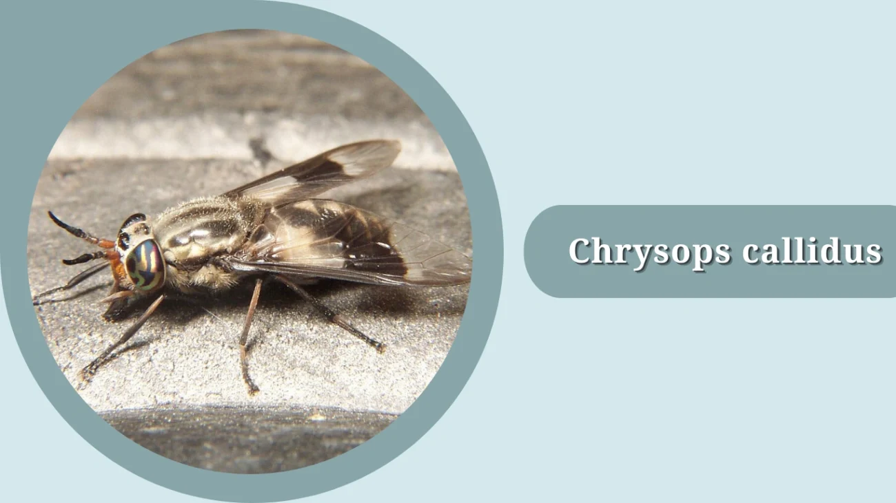 Chrysops callidus