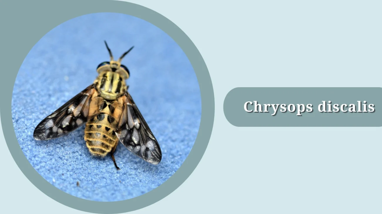 Chrysops discalis