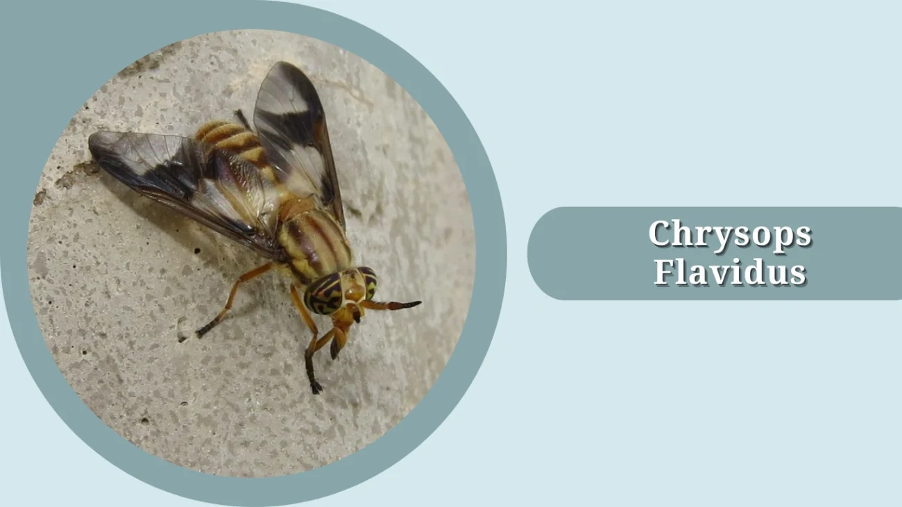 Chrysops flavidus
