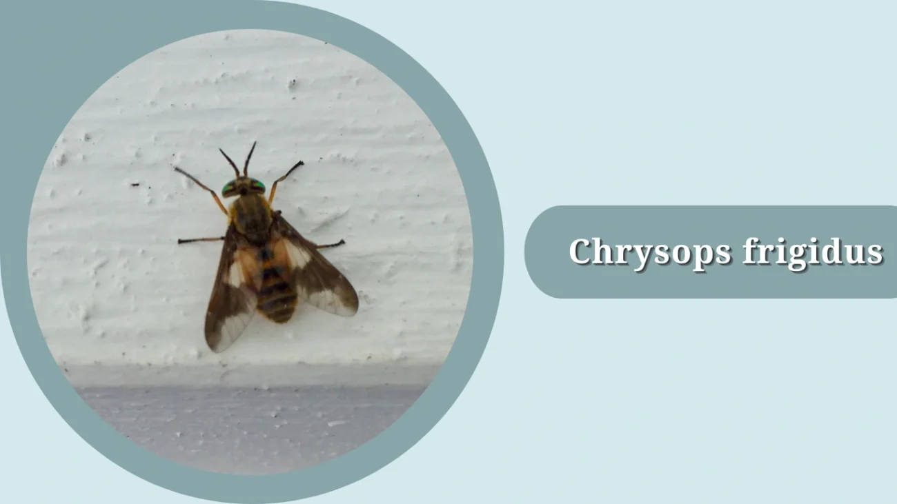 Chrysops frigidus