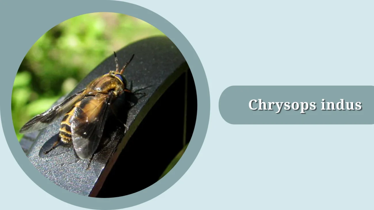 Chrysops indus