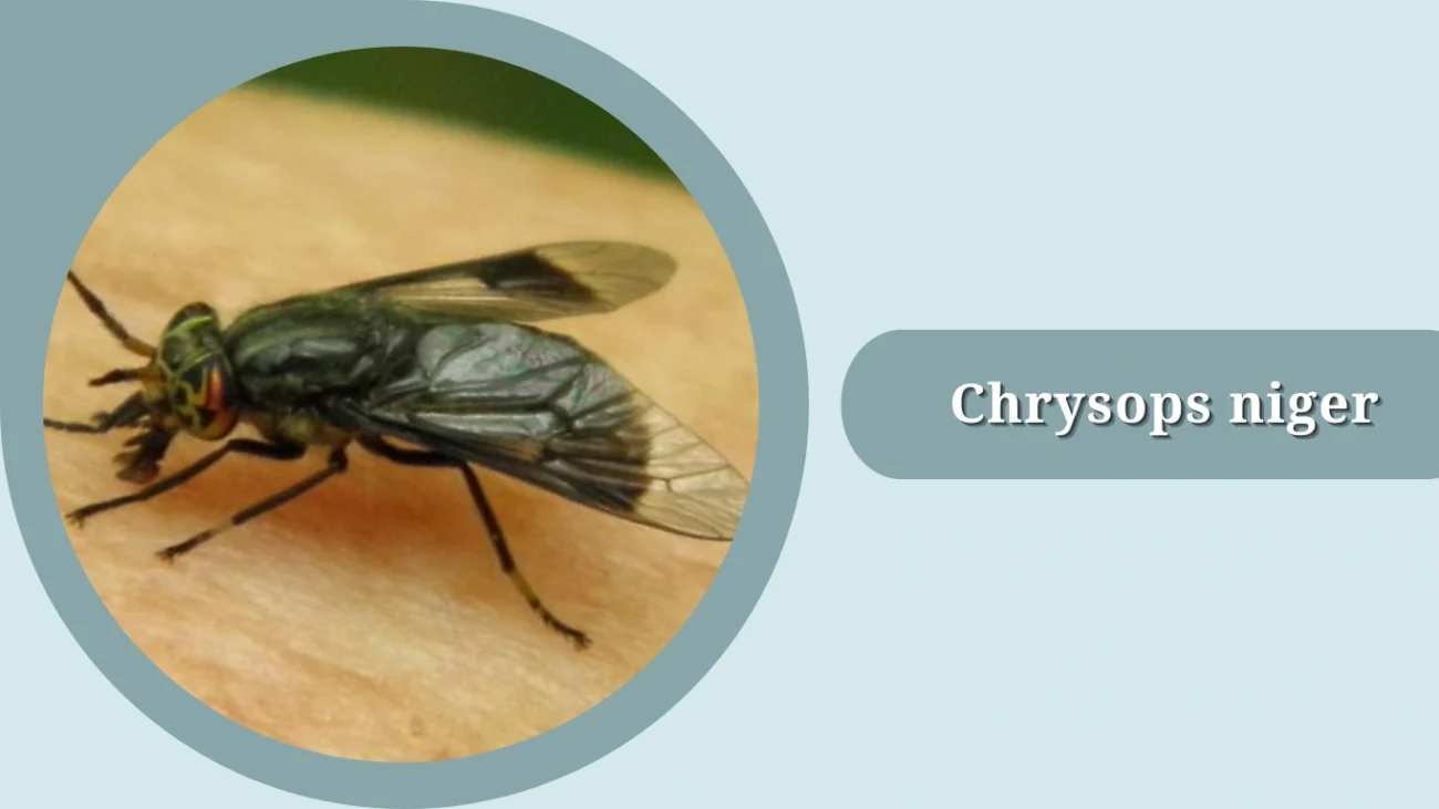 Chrysops niger