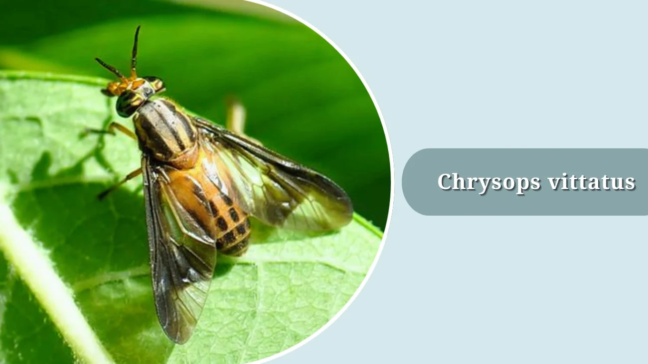 Chrysops vittatus