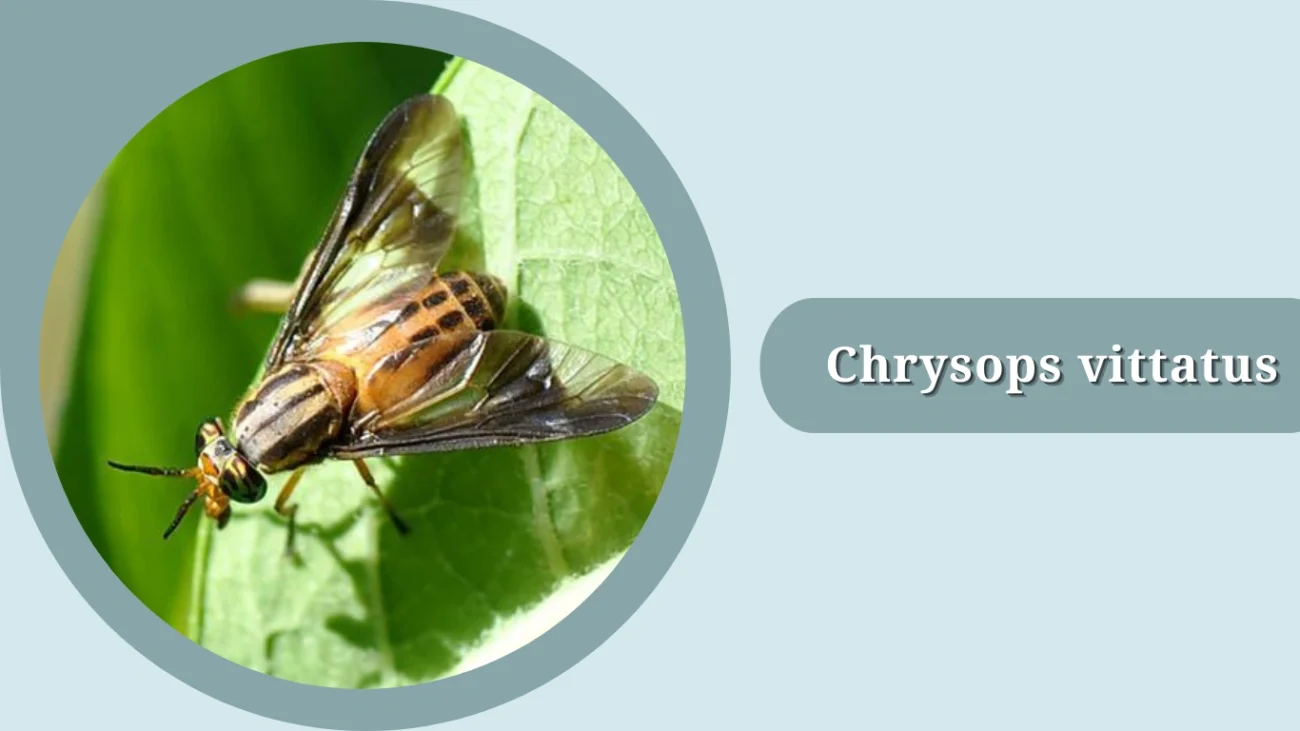 Chrysops vittatus