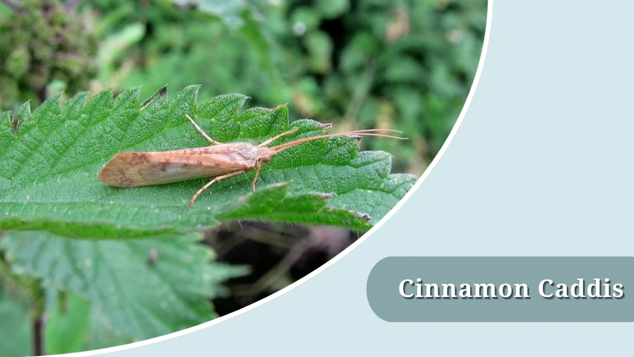 Cinnamon Caddis