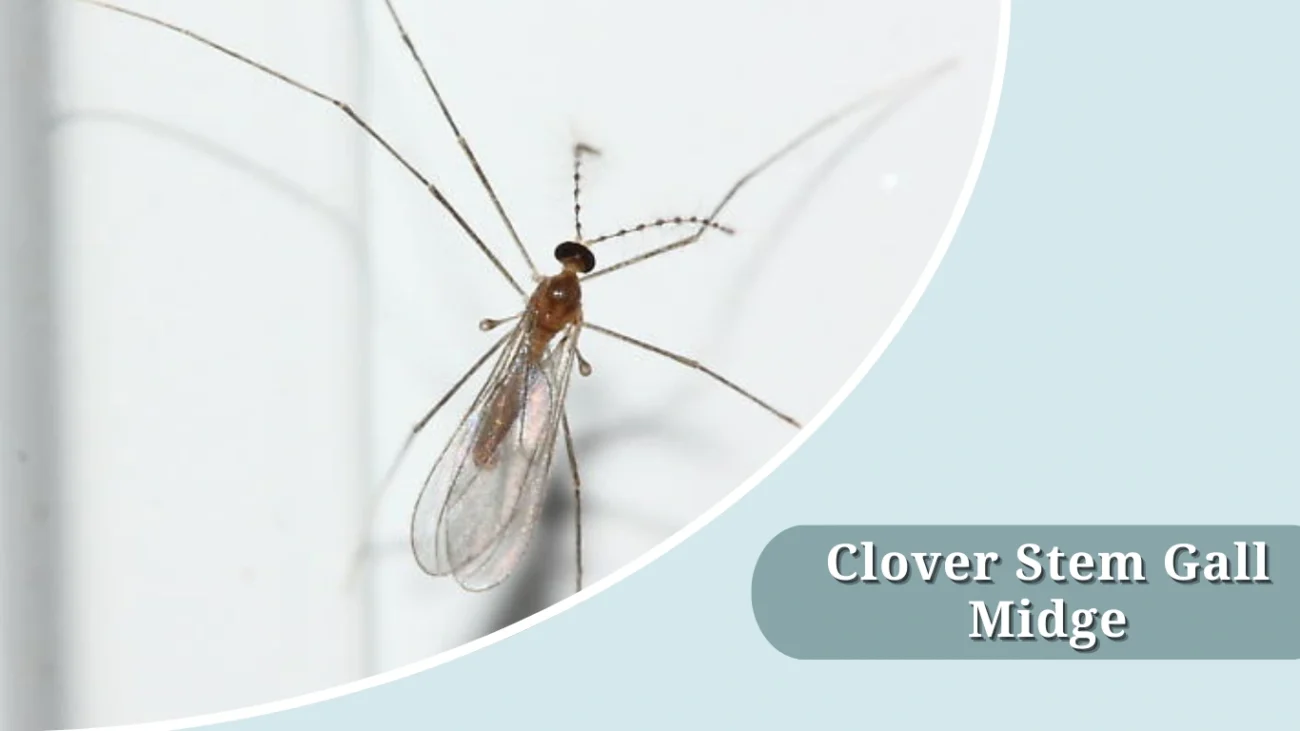 Clover Stem Gall Midge