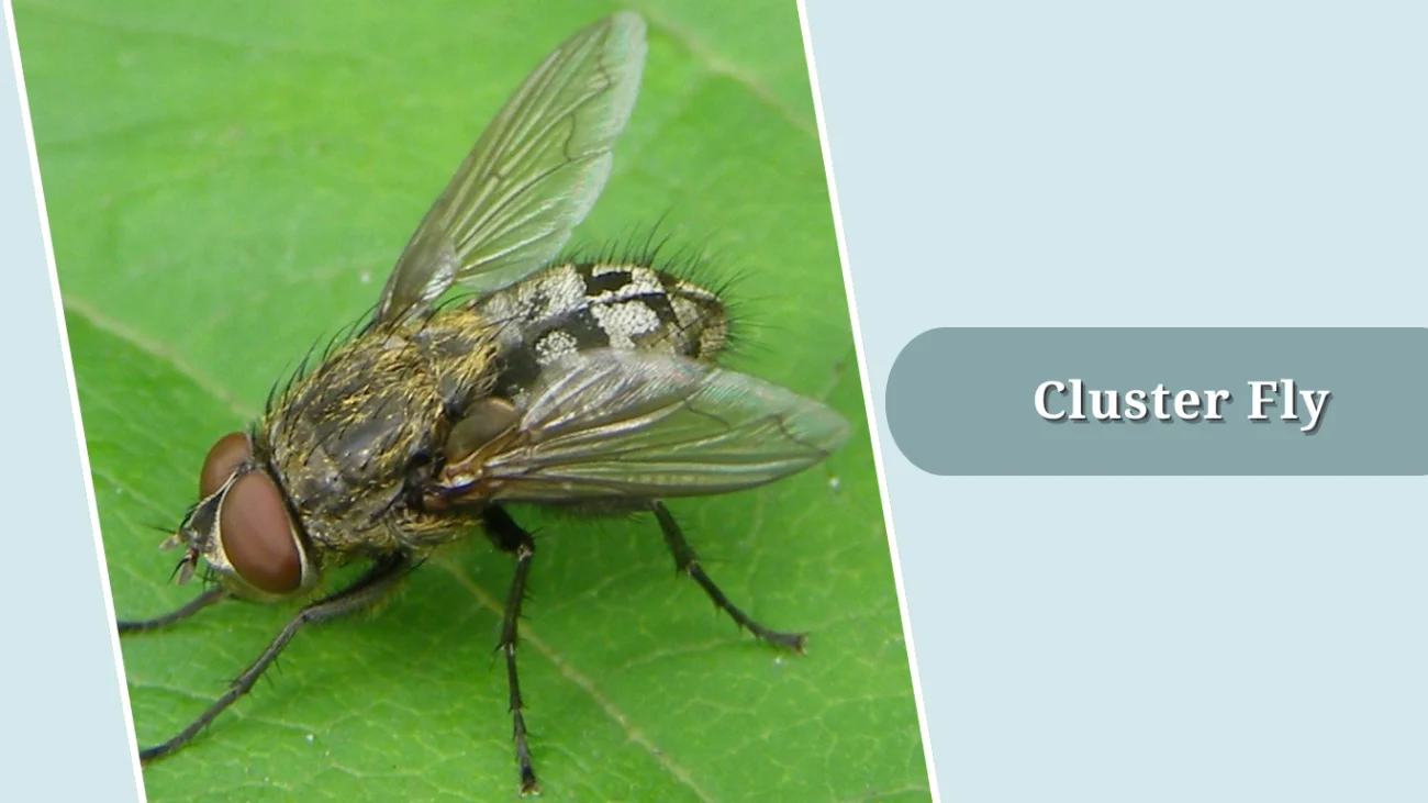 Cluster Fly