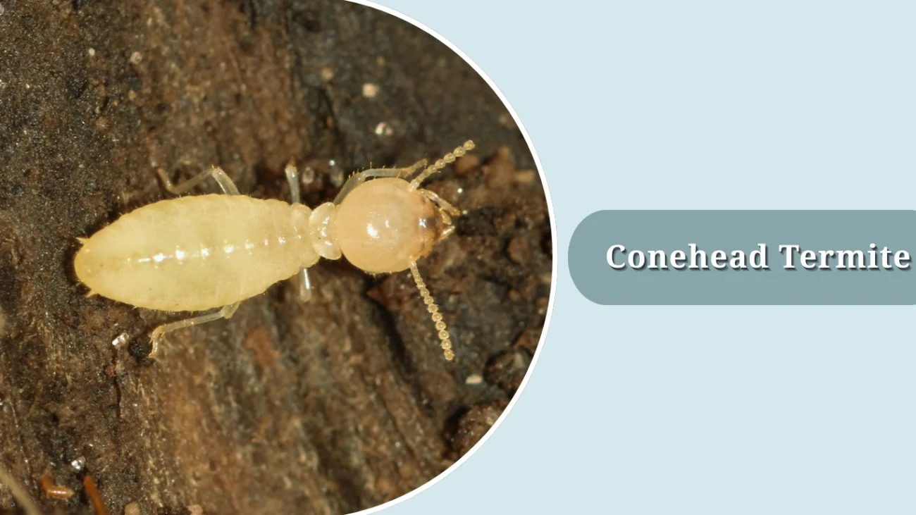 Conehead Termite