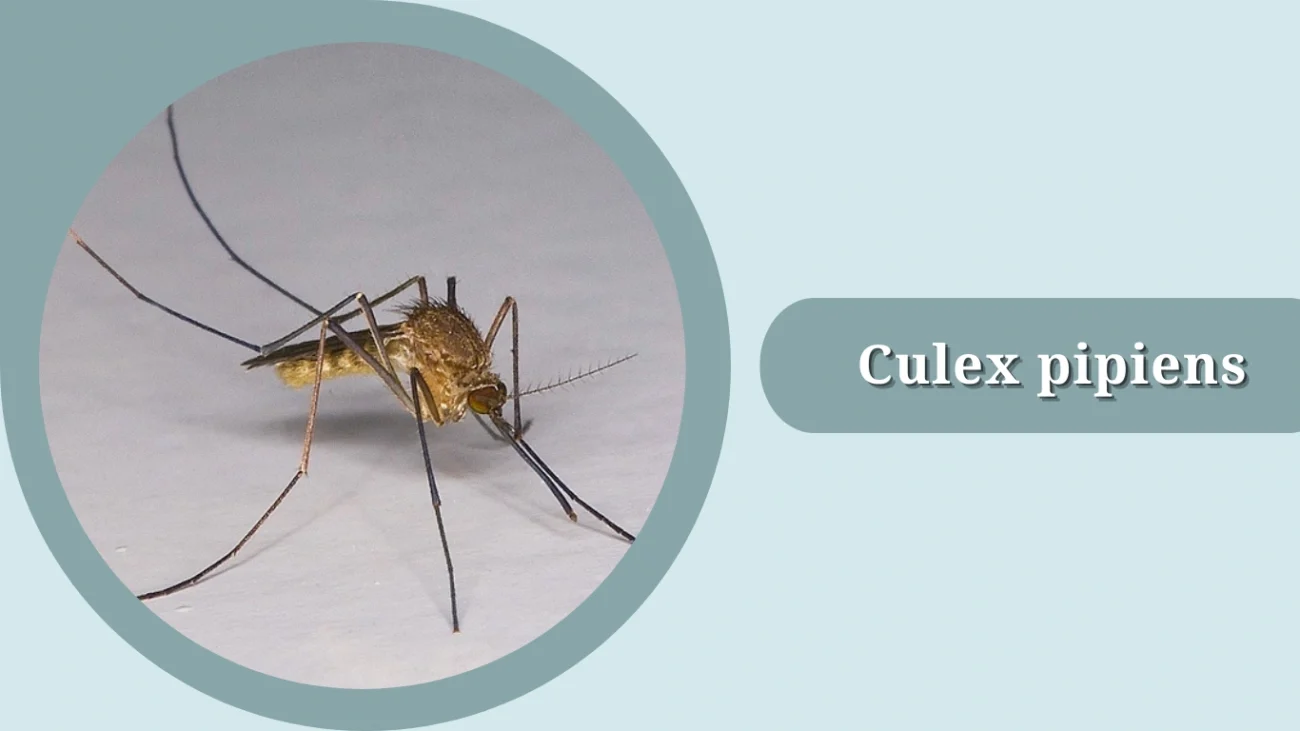 Culex pipiens