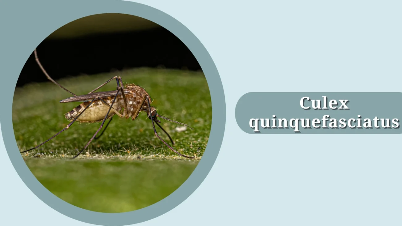 Culex quinquefasciatus