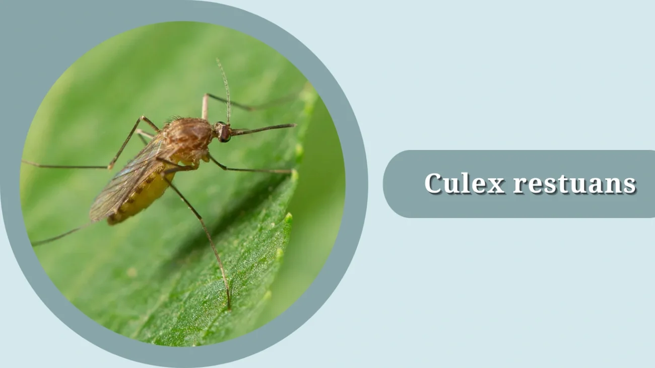 Culex restuans