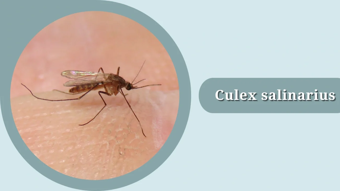 Culex salinarius