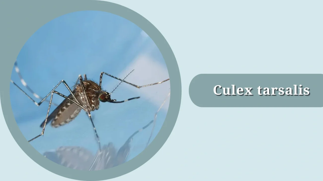 Culex tarsalis