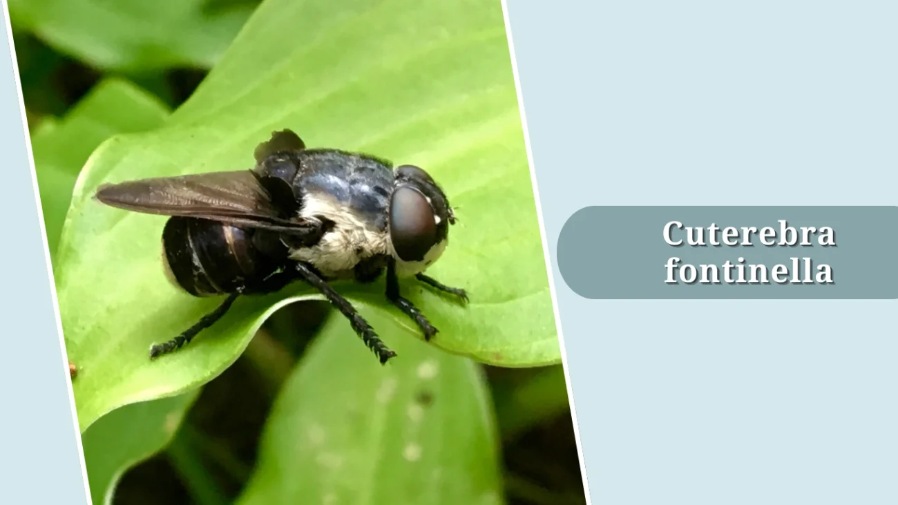 Cuterebra fontinella