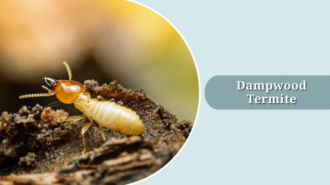 Dampwood Termite