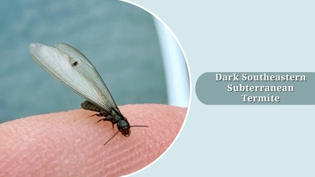 Dark Southeastern Subterranean Termite