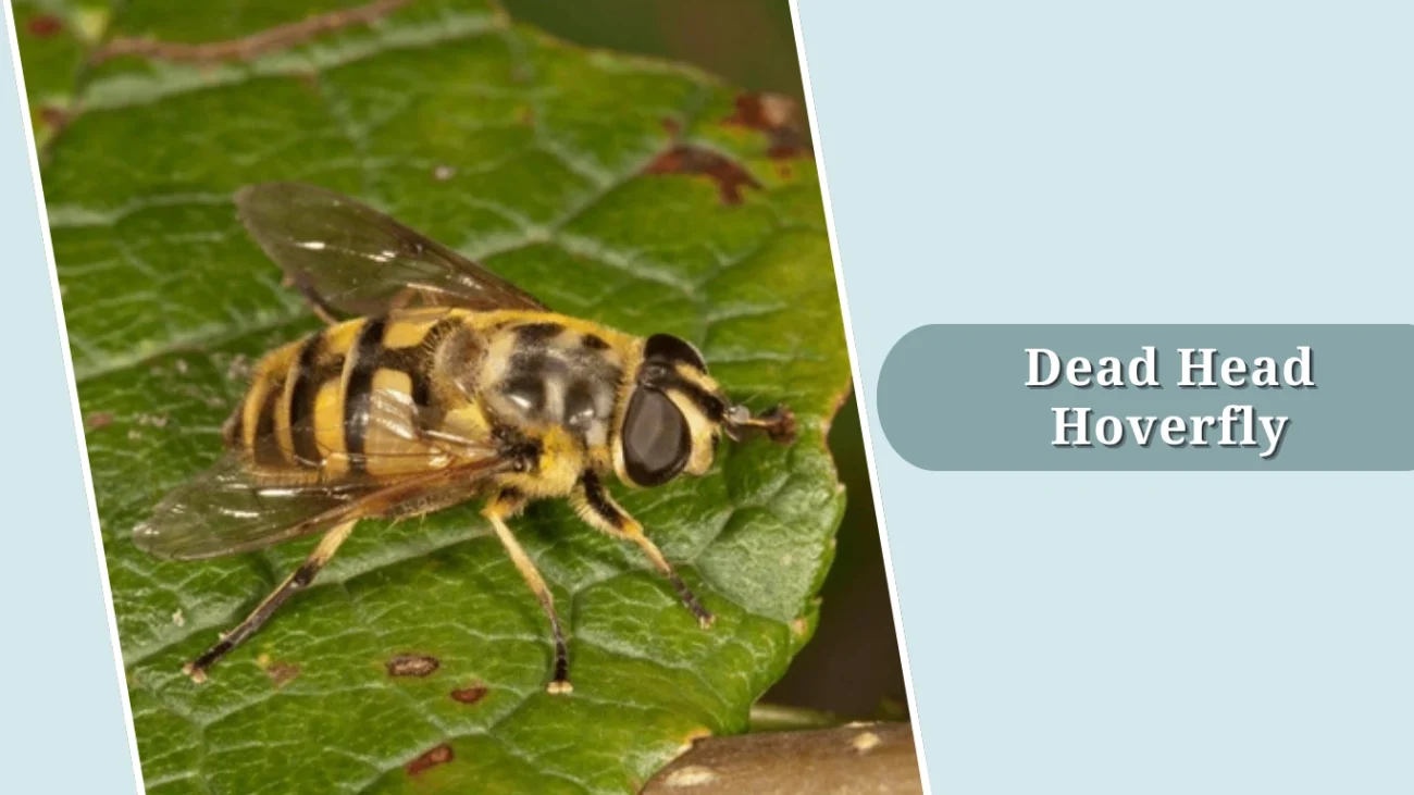 Dead Head Hoverfly