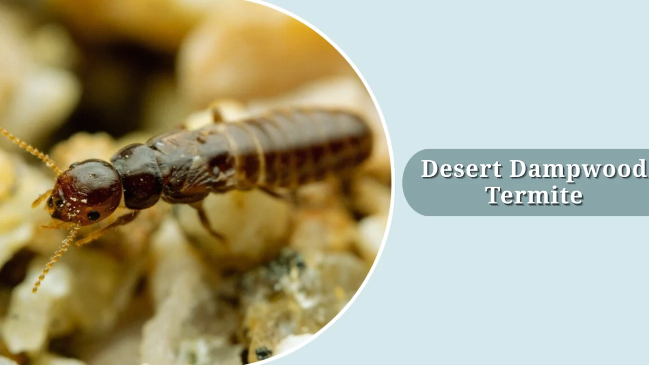 Desert Dampwood Termite