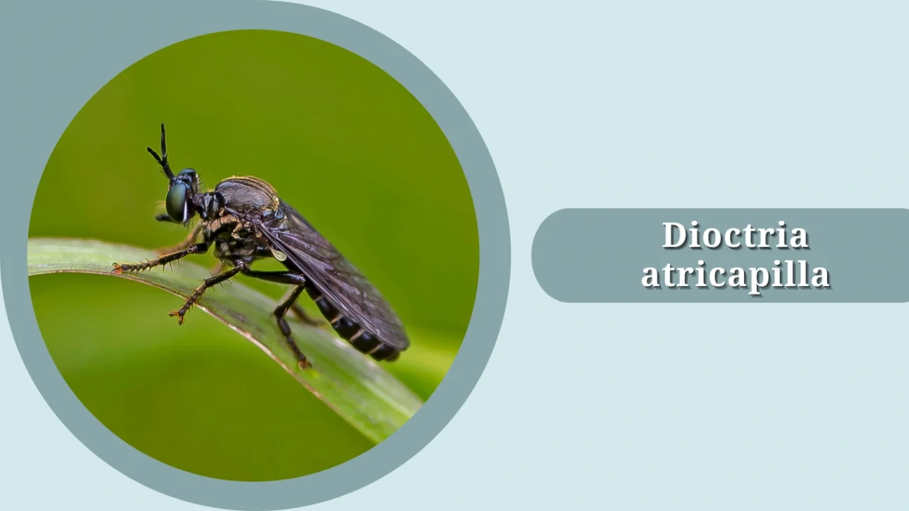 Dioctria atricapilla